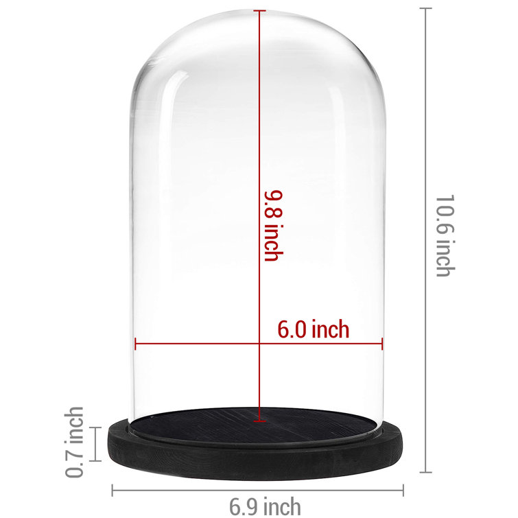 Red Barrel Studio® Jealinn Bell Jar Display Case with Wood Base